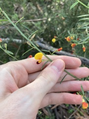 Bossiaea heterophylla