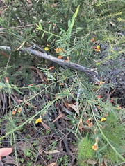 Bossiaea heterophylla