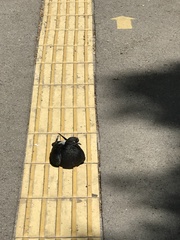 Columba livia domestica