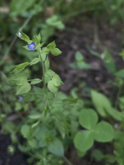 Veronica cardiocarpa