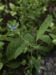 Veronica cardiocarpa