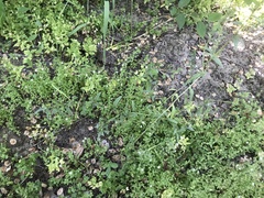 Buglossoides arvensis