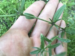 Buglossoides arvensis