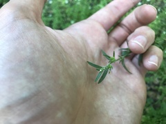 Buglossoides arvensis