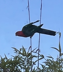 Alisterus scapularis