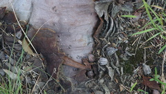 Ochetellus glaber