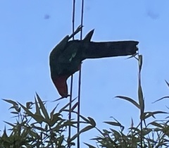 Alisterus scapularis