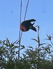 Alisterus scapularis