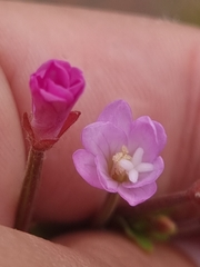Epilobium