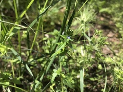 Veronica argute-serrata