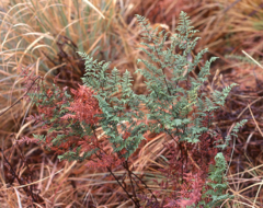 Cheilanthes quadripinnata