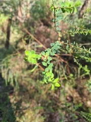 Pimelea flava
