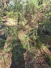 Pimelea flava