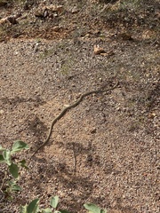 Demansia quaesitor