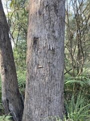 Eucalyptus planchoniana