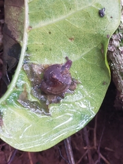 Nitor subrugatus