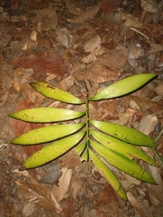 Zamia prasina