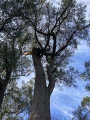 Eucalyptus planchoniana