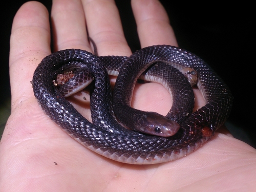 Photo of a Black File Snake (Gracililima nyassae)