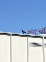 Corvus brachyrhynchos