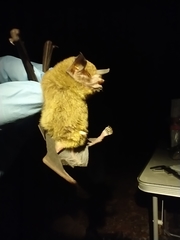 Pteronotus mesoamericanus