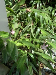 Goeppertia loeseneri