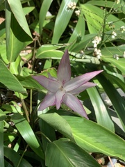 Goeppertia loeseneri