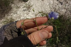 Linum perenne