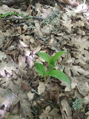 Cephalanthera damasonium