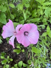 Malva trimestris