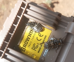 Cartoblatta pulchra