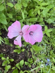 Malva trimestris