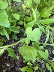 Malva trimestris