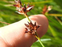 Juncus phaeocephalus