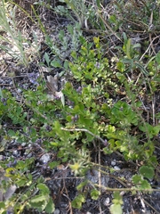 Polygala supina supina