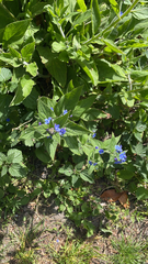 Pentaglottis sempervirens