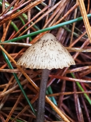 Pseudohydropus parafunebris