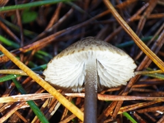 Pseudohydropus parafunebris