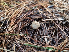Pseudohydropus parafunebris