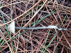 Pseudohydropus parafunebris