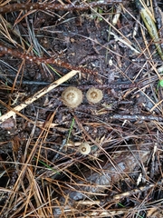 Pseudohydropus parafunebris