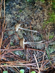 Pseudohydropus parafunebris