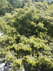 Juniperus