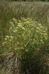 Trinia multicaulis