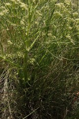 Trinia multicaulis