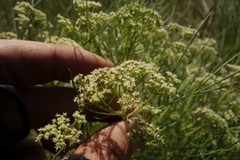 Trinia multicaulis