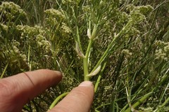 Trinia multicaulis