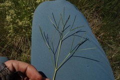Trinia multicaulis