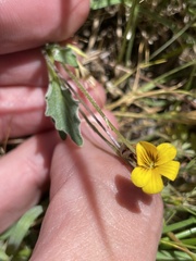 Viola pinetorum