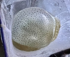 Acromitus flagellatus